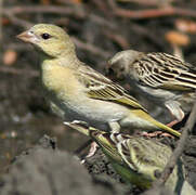 Village Weaver