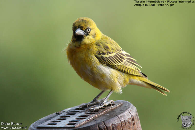 Lesser Masked Weaver male immature, identification