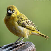 Lesser Masked Weaver