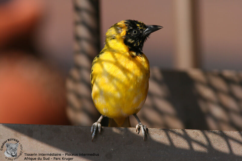 Lesser Masked Weaver male, identification