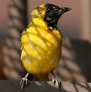 Lesser Masked Weaver