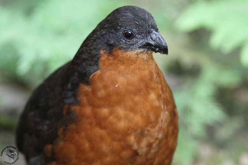 Dark-backed Wood Quailadult, identification