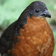 Dark-backed Wood Quail