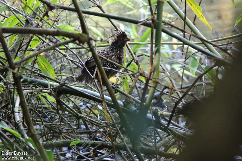 Spot-winged Wood Quailadult, identification