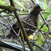 Spot-winged Wood Quail