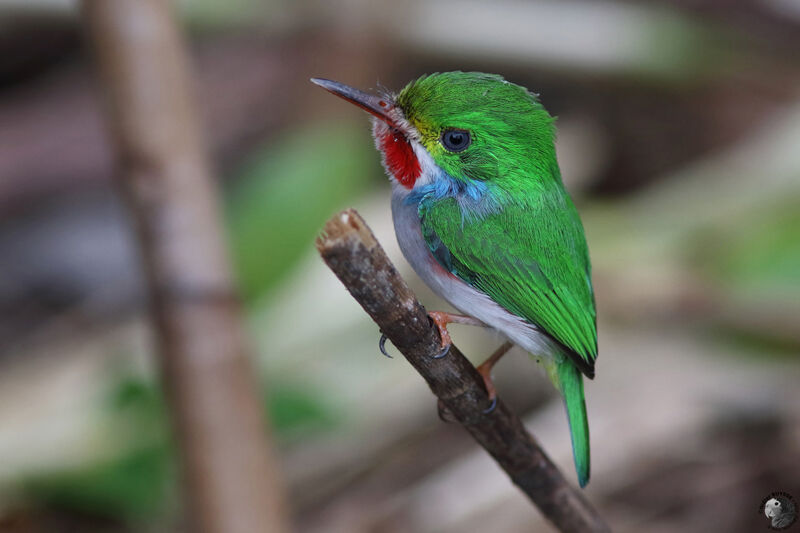 Todier de Cuba femelle adulte, identification