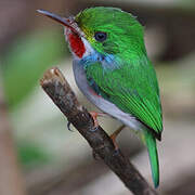 Cuban Tody