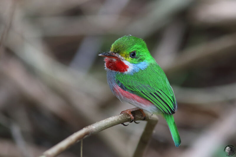 Cuban Tody male adult, identification