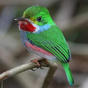 Cuban Tody