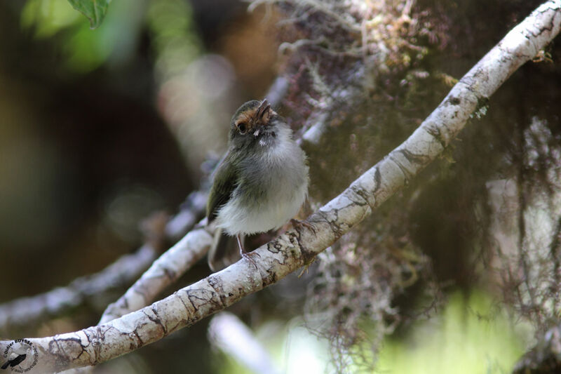 Todirostre à gorge noire mâle adulte, identification, chant