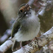 Black-throated Tody-Tyrant