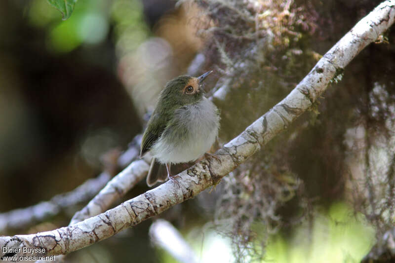 Black-throated Tody-Tyrant male adult, identification