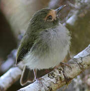 Black-throated Tody-Tyrant