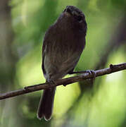 Drab-breasted Bamboo Tyrant