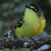 Yellow-lored Tody-Flycatcher