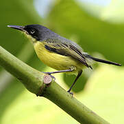 Common Tody-Flycatcher