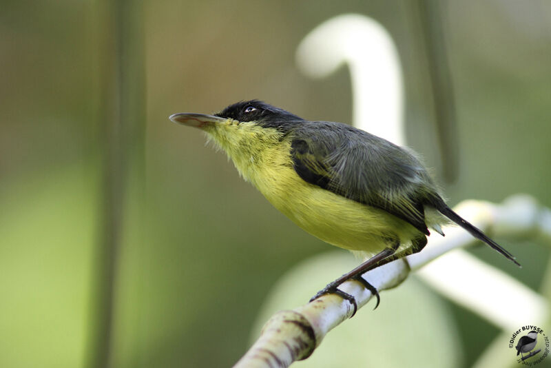 Todirostre familieradulte, identification