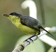 Common Tody-Flycatcher