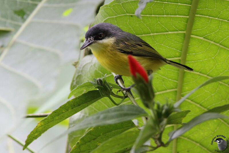 Common Tody-Flycatcheradult, identification