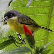 Common Tody-Flycatcher