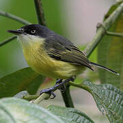 Common Tody-Flycatcher