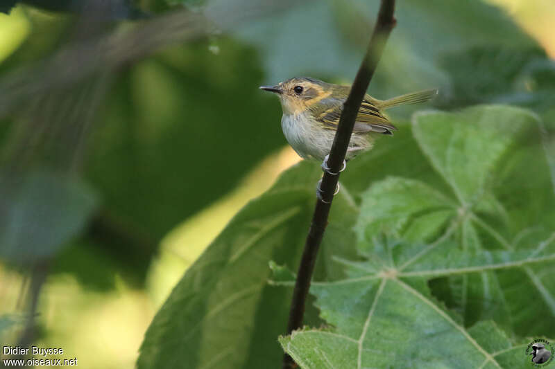 Ochre-faced Tody-Flycatcheradult, identification