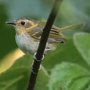 Ochre-faced Tody-Flycatcher