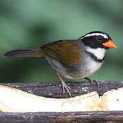 Orange-billed Sparrow