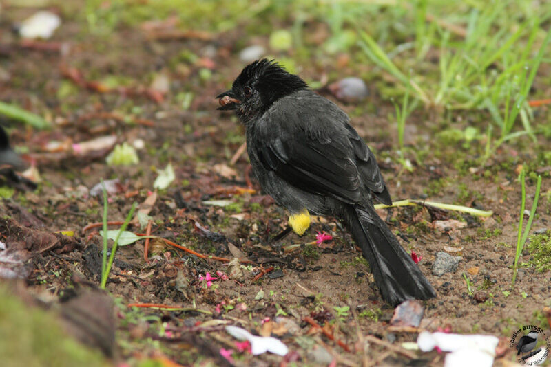 Tohi à cuisses jaunesadulte, identification