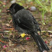 Yellow-thighed Finch