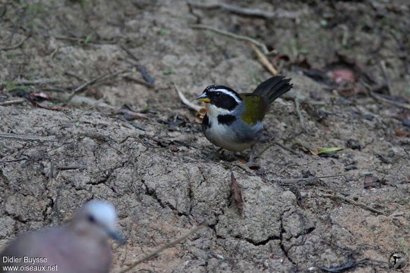 Half-collared Sparrowadult, identification