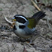 Half-collared Sparrow