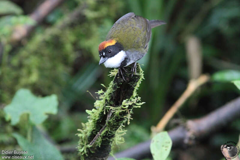 Chestnut-capped Brushfinchadult, close-up portrait, pigmentation, Behaviour