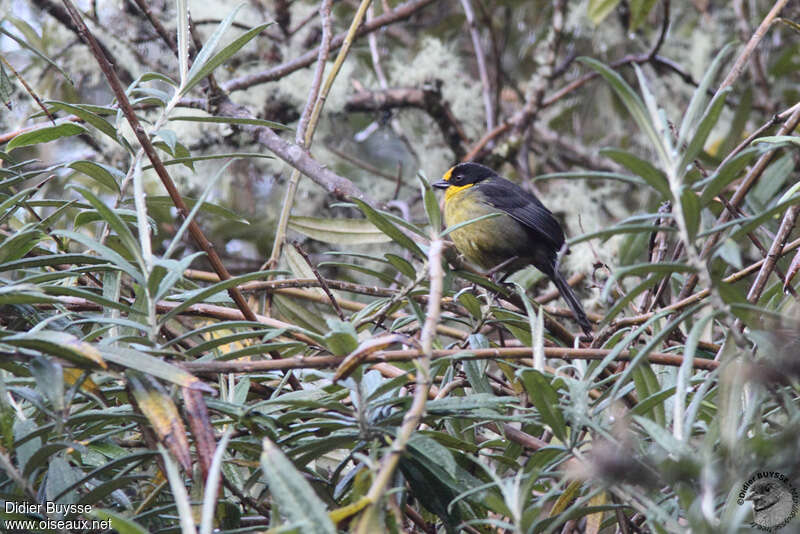 Pale-naped Brushfinchadult, habitat