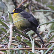 Pale-naped Brushfinch