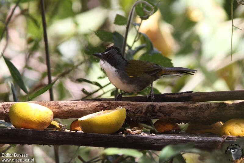 White-browed Brushfinchadult, identification