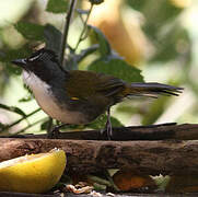 White-browed Brushfinch