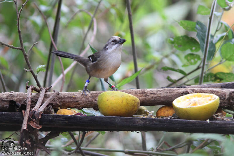 Pale-headed Brushfinchadult breeding, identification