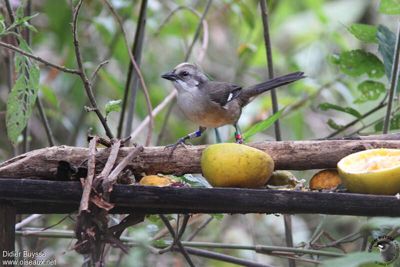 Pale-headed Brushfinchadult, identification