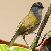 Black-striped Sparrow