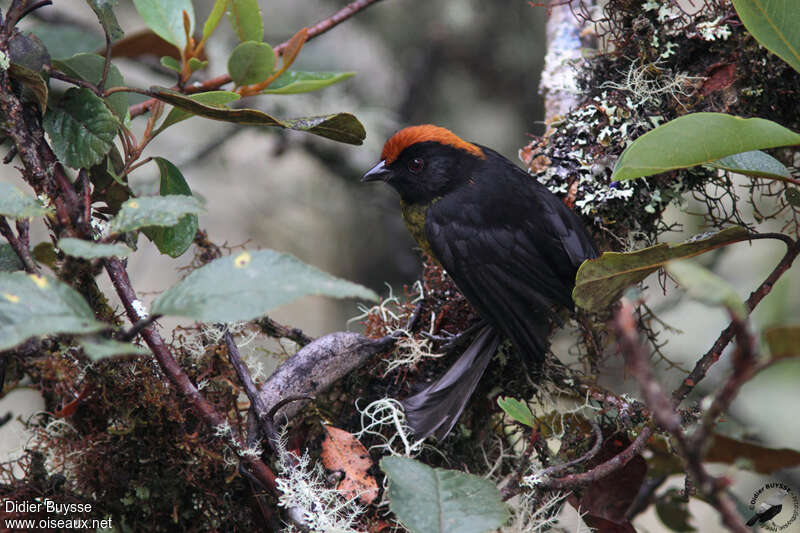 Grey-eared Brushfinchadult