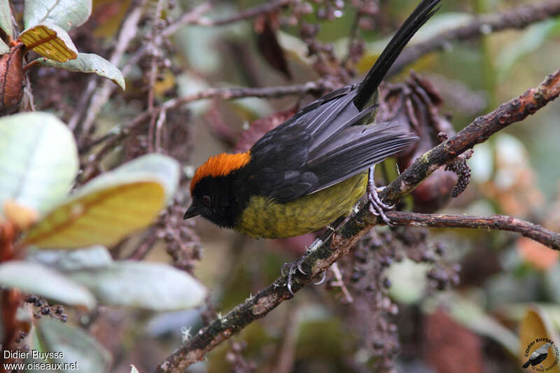 Grey-eared Brushfinchadult, identification