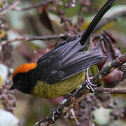 Grey-eared Brushfinch