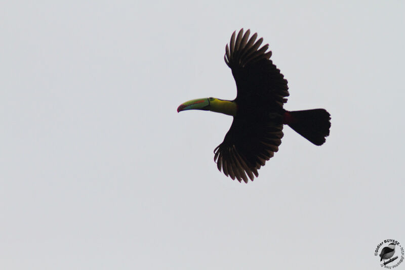 Toucan à carèneadulte, Vol