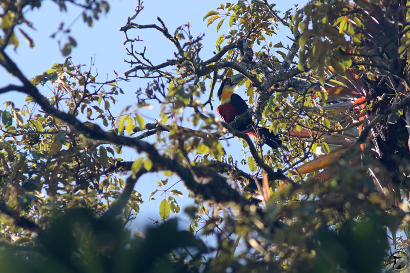 Toucan à ventre rougeadulte