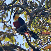 Green-billed Toucan