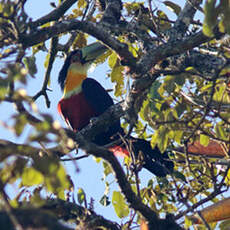 Toucan à ventre rouge