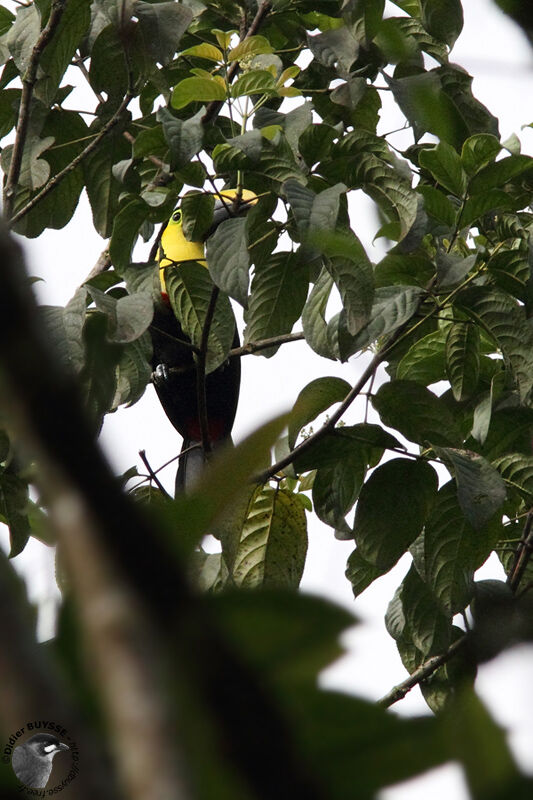 Toucan de Swainsonadulte, identification