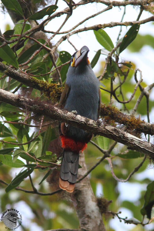 Toucan montagnardadulte, identification