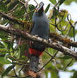 Toucan montagnard